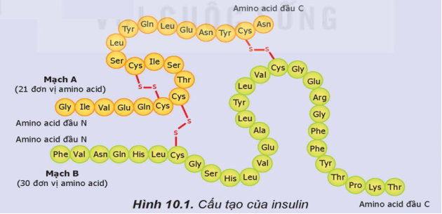 Insulin là một loại hormone được sản sinh bởi tuyến tuỵ, có chức năng điều hoà quá trình chuyển hoá glucose trong cơ thể. Insulin thúc đẩy sự hấp thu glucose của các tế bào và dự trữ glucose dư thừa trong gan và cơ. Phát biểu nào sau đây không đúng về insulin? (ảnh 1)