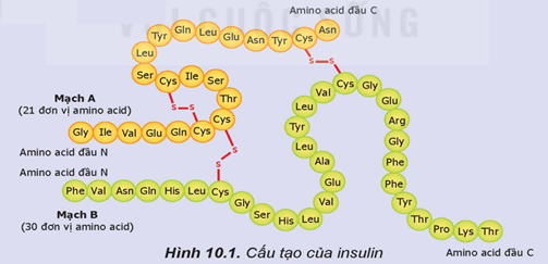 Insulin là một loại hormone được sản sinh bởi tuyến tuỵ, có chức năng điều hoà quá trình chuyển hoá glucose trong cơ thể. Insulin thúc đẩy sự hấp thu glucose của các tế bào và dự trữ glucose dư thừa trong gan và cơ. Phát biểu nào sau đây không đúng về insulin? (ảnh 1)