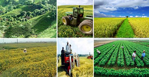Giải pháp hỗ trợ nông dân phục hồi, phát triển nông nghiệp