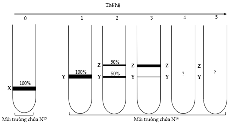 Một nhóm nghiên cứu thực hiện thí nghiệm để kiểm chứng mô hình nhân đôi DNA ở vùng nhân của tế bào nhân sơ. Họ đã nuôi một số vi khuẩn E.coli trong môi trường chỉ có nitơ đồng vị nặng (15N). Sau đó, họ chuyển vi khuẩn sang nuôi tiếp năm thế hệ ở môi trường chỉ có nitơ đồng vị nhẹ (14N). Biết số lần nhân lên của vi khuẩn E.coli trong các ống nghiệm là như nhau. Tách DNA sau mỗi thế hệ và thu được kết quả như hình dưới đây. Cho biết X là vị trí của DNA chứa cả hai mạch 15N; Y là vị trí của DNA chứa cả mạch 14N và mạch 15N; Z là vị trí của DNA chứa cả hai mạch 14N.  a) Thí nghiệm trên đã kiểm chứng quá trình nhân đôi DNA theo nguyên tắc bán bảo toàn.  b) Nếu một vi khuẩn E. coli được nuôi với các điều kiện thí nghiệm như trên thì luôn có hai mạch DNA chứa 15N ở mỗi thế hệ.  c) Ở thế hệ thứ 4, tỉ lệ DNA ở vị trí Y không thay đổi so với thế hệ thứ 3.  d) Ở thế hệ thứ 5, tỉ lệ DNA ở vị trí Y so với DNA ở vị trí Z là 1/15. (ảnh 1)