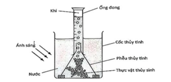 Để tìm hiểu về quá trình quang hợp ở thực vật, một học sinh đã bố trí thí nghiệm trong phòng thực hành như hình bên. (ảnh 1)