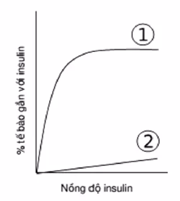 Hình a. miêu tả quá trình tiết insulin và cơ chế insulin làm tăng hấp thu glucose vào tế bào. Cơ chế này gồm bốn bước được biểu diễn bởi 4 số được đánh dấu tròn từ 1 đến 4 . Bốn bệnh nhân E, F, G và H mỗi người bị rối loạn tại một bước, tương ứng là bước 1, 2, 3, 4 trong quá trình gồm bốn bước này. Có hai test kiểm tra cho những bệnh nhân này.  - Test 1: Tách tế bào cơ từ mỗi bệnh nhân và tỉ lệ phần trăm tế bào gắn với insulin ở các nồng độ insulin khác nhau được xác định (Hình b).  - Test 2: Mỗi bệnh nhân được tiêm một lượng insulin tương ứng với khối lượng cơ thể và nồng độ glucose máu của họ được đo tại các thời điểm khác nhau sau khi tiêm (Hình c).  Hình a. Quá trình tiết insulin và cơ chế insulin làm tăng hấp thu glucose vào tế bào     Hình b. Tỉ lệ phần trăm tế bào gắn với insulin ở các nồng độ insulin khác nhau  	  Hình c. Nồng độ glucose trong huyết tương tại các thời điểm khác nhau  a) Đường 1 sự liên kết giữa insulin và thụ thể diễn ra bình thường ở bệnh nhân G.  b) Đường 2 và 3 tương ứng ghi kết quả của Test 1 và 2 của bệnh nhân F.  c) Đường 3 ghi kết quả kiểm tra của bệnh nhân E.  d) Đường 1 và 4 tương ứng ghi kết quả của Test 1 và 2 của bệnh nhân H. (ảnh 2)