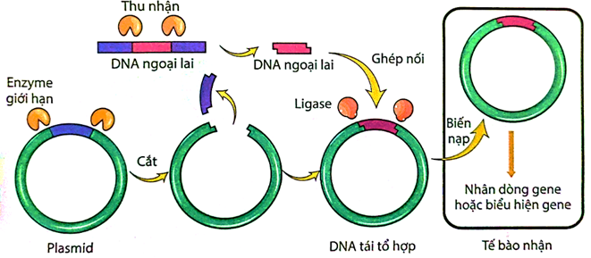 Hình ảnh dưới đây mô tả giai đoạn nào của quy trình công nghệ gene để tạo giống sinh vật biến đổi gene? (ảnh 1)
