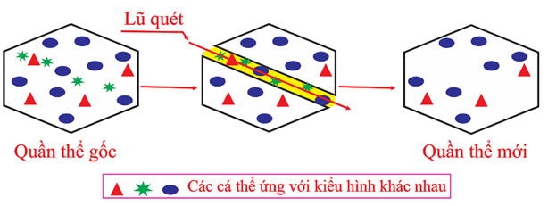 Hình ảnh sau mô tả tác động của nhân tố tiến hóa nào? (ảnh 1)