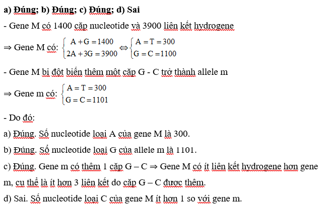 Gene M có 1400 cặp nucleotide và 3900 liên kết hydrogen. Gene M bị đột biến thêm một cặp G - C trở thành allele m. Mỗi phát biểu sau đây là đúng hay sai? a) Số nucleotide loại A của gene M là 300.  b) Số nucleotide loại G của allele m là 1101.  c) Gene M có ít liên kết hydrogene hơn gene m.  d) Số nucleotide loại C của hai gene M và m là bằng nhau. (ảnh 1)