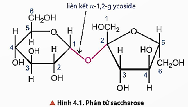 Một phân tử saccharos có bao nhiêu nhóm -OH? A. 6. B. 7. C. 8. D. 9. (ảnh 1)