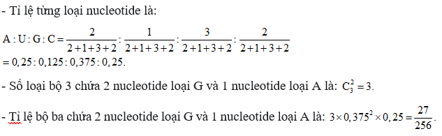 Trong một ống nghiệm chứa 4 loại nucleotide A, U, G, C với tỉ lệ lần lượt là A : U : G : C = 2 : 1 : 3 : 2. Từ 4 loại nucleotide này đã tạo nên một phân tử RNA nhân tạo. Tỉ lệ xuất hiện loại bộ ba chứa 2 nucleotide loại G và 1 nucleotide loại A theo lý thuyết trong phân tử RNA nhân tạo nói trên là bao nhiêu? (ảnh 1)