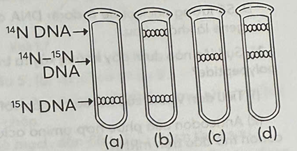 Vào cuối những năm 1950, Meselson và Stahl đã nuôi cấy vi khuẩn trong môi trường chứa nitrogene đồng vị phóng xạ 