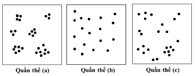 Hình bên mô tả kiểu phân bố cá thể của ba quần thể (a), (b), (c) thuộc ba loài giả định trong diện tích 100 m2. Cho rằng các khu vực còn lại của ba quần thể nghiên cứu không có sự khác biệt so với mô tả trên hình và mỗi dấu chấm (●) trong hình minh họa cho một cá thể.  a) Mật độ cá thể của quần thể tăng dần theo thứ tự (c) → (b) → (a).  b) Kiểu phân bố cá thể của quần thể (b) là phổ biến nhất trong tự nhiên.  c) Nếu có một số cá thể cùng loài nhập cư vào quần thể (a) thì kích thước của quần thể này có thể thay đổi.  d) Điều kiện môi trường là một trong những yếu tố ảnh hưởng đến kiểu phân bố cá thể của ba quần thể (a), (b), (c). (ảnh 1)