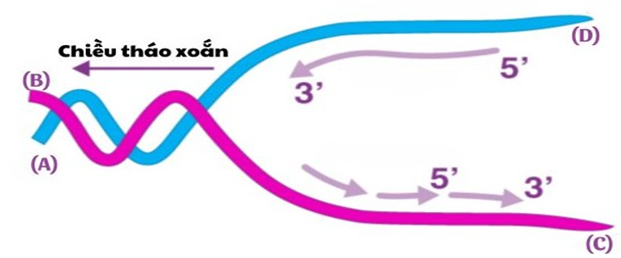 Sơ đồ bên mô tả quá trình nhân đôi DNA trong một chạc chữ Y theo nguyên tắc nửa gián đoạn. Quan sát sơ đồ và cho biết đầu nào sau đây là đầu 3’? (ảnh 1)