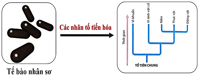 Các sự kiện diễn ra ở hình dưới đây thuộc giai đoạn nào của quá trình phát sinh sự sống trên Trái Đất? (ảnh 1)