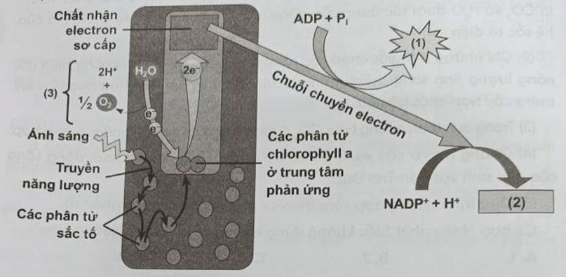 Hình dưới đây mô tả một giai đoạn trong quá trình quang hợp ở thực vật. Hãy cho biết các chú thích (1) và (2) lần lượt là chất gì?   (ảnh 1)