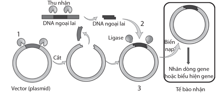 Hình dưới đây mô tả sơ đồ công nghệ DNA tái tổ hợp. Các số 1, 2 và 3 trong hình thể hiện nội dung nào sau đây?  (ảnh 1)