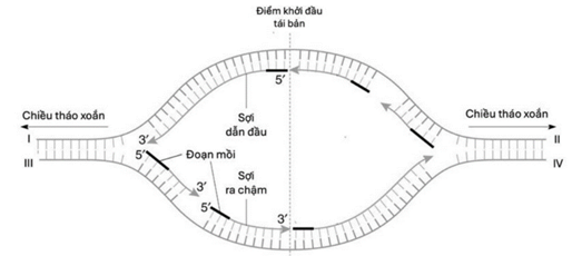 Hình dưới đây thể hiện một đơn vị tái bản DNA ở một loài sinh vật nhân thực. Mỗi nhận định sau đây là đúng hay sai?    a) Trong một đơn vị tái bản, một mạch được tổng hợp liên tục, một mạch được tổng hợp gián đoạn.  b) Đầu 3' tương ứng kí hiệu I và IV, đầu 5' tương ứng kí hiệu II và III.  c) Trong một chạc chữ Y, số đoạn mồi bằng số đoạn Okazaki.  d) Sợi dẫn đầu được tổng hợp cùng với chiều tháo xoắn của đoạn phân tử DNA. (ảnh 1)