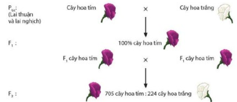Hình dưới đây biểu diễn cho thí nghiệm lai một tính trạng của Mendel. Hãy cho biết mỗi nhận định dưới đây về giải thích kết quả theo quan điểm của Mendel là đúng hay sai? (ảnh 1)