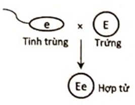 Một loài thực vật, tính trạng màu sắc hoa do 1 gene có 2 allele là E và e nằm ở lục lạp quy định, trong đó allele E quy định hoa đỏ trội hoàn toàn so với allele e quy định hoa trắng. Thực hiện phép lai (P): ♂ cây trắng × ♀ cây hoa đỏ, thu được hợp tử F1. Sơ đồ nào sau đây mô tả đúng sự thụ tinh của tinh tử (giao tử đực) và trứng (giao tử cái) để tạo thành hợp tử F1 của phép lai trên? Biết gene này không tồn tại thành cặp allele. (ảnh 1)