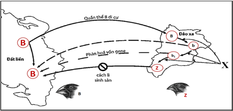 Quá trình tiến hóa xảy ra ở hai quần thể chim được mô tả như hình dưới đây.  a) Đại dương là nguyên nhân chính tạo nên sự khác biệt về vốn gene giữa các quần thể chim.  b) X là nhân tố tiến hóa đã tạo nên sự khác biệt vốn gene giữa hai quần thể chim Z và B.  c) Nếu đại dương gây ra sự trở ngại về mặc địa lí nhưng các cá thể chim Z vẫn có khả năng sinh sản với các cá thể chim B thì loài mới (loài chim Z) đã được hình thành.   d) Quá trình hình thành loài mới (loài chim Z) thường xảy ra một cách chậm chạp, qua nhiều dạng trung gian chuyển tiếp. (ảnh 1)