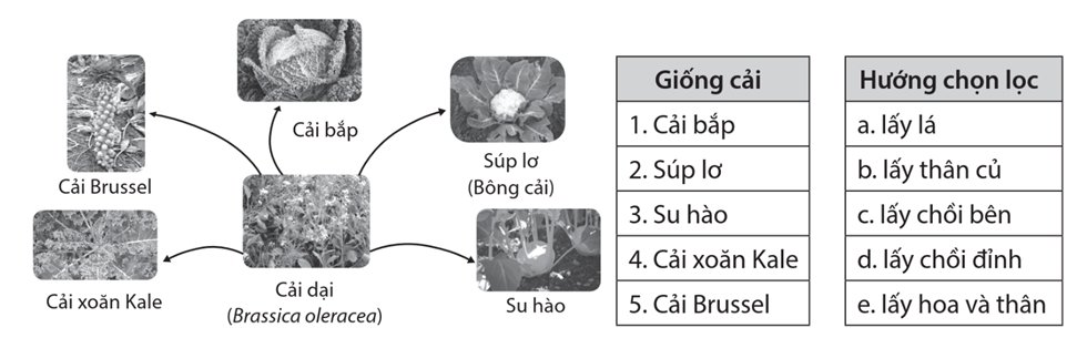 Quan sát sự phân li tính trạng hình thành các giống cải từ cải dại trong hình dưới đây và nối các hướng chọn lọc với từng giống cải cho phù hợp. (ảnh 1)