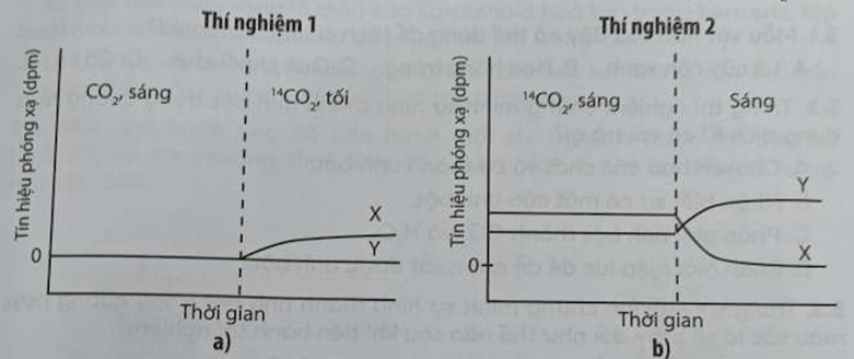 Tảo đơn bào Chlorella được sử dụng để nghiên cứu sự có mặt của carbon đồng vị phóng xạ (14C) có trong hai hợp chất hữu cơ X và Y thuộc chu trình Calvin bằng cách bổ sung 14CO2 vào môi trường nuôi cấy Chlorella và đo tín hiệu phóng xạ trong hai thí nghiệm sau: - Thí nghiệm 1: Chlorella được nuôi cấy trong điều kiện chiếu sáng và được cung cấp một lượng CO2 (không chứa 14C) nhất định. Ngay khi CO2 bị tiêu thụ hết, nguồn sáng bị tắt và 14CO2 được bổ sung vào môi trường của Chlorella (thời điểm thể hiện bằng đường nét đứt ở hình a). - Thí nghiệm 2: Chlorella được nuôi cấy trong điều kiện chiếu sáng liên tục và được cung cấp một lượng 14CO2 nhất định. Khi 14CO2 bị tiêu thụ hết (thời điểm thể hiện bằng nét đứt ở hình b) không bổ sung thêm bất kì nguồn CO2 nào.   Cho biết tên của chất X và chất Y trong thí nghiệm trên. (ảnh 1)