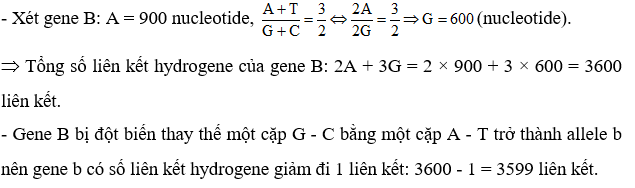 Gene B có 900 nucleotide loại A và có tỉ lệ A+T= G+C=3/2  . Gene B bị đột biến thay thế 1 cặp G - C bằng một cặp A - T trở thành allele b. Tổng số liên kết hydrogene của allele b là bao nhiêu? (ảnh 1)