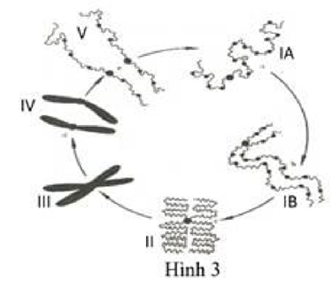 Ruồi giấm có bộ nhiễm sắc thể 2n = 8. Hình bên mô tả sự biến đổi hình thái nhiễm sắc thể trong chu kì tế bào. Mỗi phát biểu sau đây đúng hay sai?   a) Giai đoạn III thuộc kì sau của quá trình nguyên phân. b) Ở giai đoạn IV trong mỗi tế bào có 16 nhiễm sắc thể đơn. c) Hàm lượng DNA trong nhân, số lượng nhiễm sắc thể của mỗi tế bào ở giai đoạn II và giai đoạn IV giống nhau. d) Nếu ở lần nguyên phân cuối của một tế bào ban đầu, trong các tế bào con được tạo ra có tất cả 64 nhiễm sắc thể có hình thái giống giai đoạn III thì số lần nguyên phân tế bào là 4. (ảnh 1)