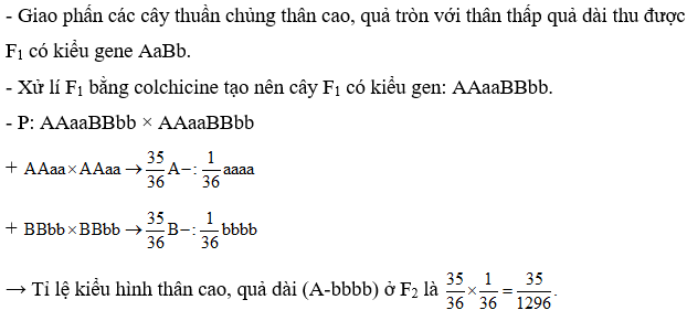 Ở một loài thực vật, A quy định thân cao, a quy định thân thấp; B quy định quả tròn, b quy định quả dài. Giao phấn các cây thuần chủng thân cao, quả tròn với thân thấp quả dài thu được F1, xử lí F1 bằng colchicine sau đó cho các cây F1 đa bội giao phấn với nhau, tỉ lệ cây thân cao, quả dài ở F2 là bao nhiêu? (ảnh 1)