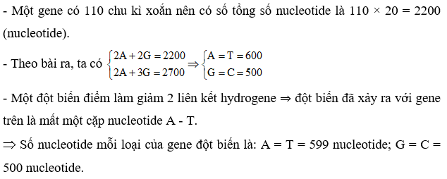 Một gene có 110 chu kì xoắn và có tổng 2700 liên kết hydrogen. Một đột biến điểm làm giảm 2 liên kết hydrogen. Số nucleotide loại A của gene đột biến là bao nhiêu? (ảnh 1)
