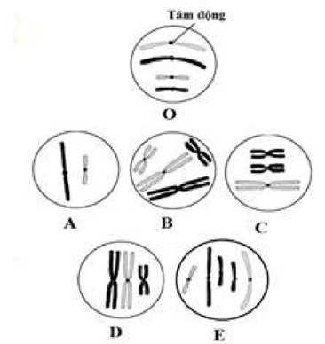 Xét một loài giả định có bộ NST 2n = 4. Hình bên mô tả NST trong nhân của các tế bào khác nhau, trong đó hình O là bộ NST của tế bào lưỡng bội bình thường, gồm 2 cặp tương đồng: một cặp có kích thước lớn, một cặp có kích thước nhỏ, các NST đều chưa nhân đôi. Mỗi nhận định sau đây đúng hay sai?   a) Tế bào B là tế bào lưỡng bội có thể đang ở kì đầu nguyên phân. b) Tế bào A có thể là giao tử của cơ thể lưỡng bội bình thường. c) Tế bào E có thể được sinh ra từ quá trình nguyên phân của tế bào lưỡng bội, nhưng ở kì sau, có một NST không phân li. d) Xét hai cặp allele A, a và B, b cùng nằm trên một cặp NST. Biết rằng cấu trúc NST không thay đổi trong phân bào, không có đột biến gene, tế bào hình D có đủ các allele A, a, B, b thì kiểu gene của tế bào này có thể là AB AB ab ab hoặc Ab Ab aB aB. (ảnh 1)