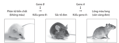 Hình dưới đây mô tả tương tác giữa các sản phẩm của các gene không allele hình thành màu lông ở chuột.  (ảnh 1)