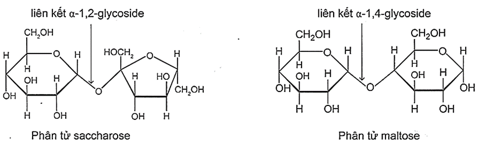 Cho cấu trúc phân tử saccharose và maltose như sau:   a. Saccharose và maltose đều là các disaccharide và là đồng phân của nhau. b. Phân tử saccharose không còn nhóm -OH hemiacetal và nhóm -OH hemiketal. c. Phân tử saccharose được tạo bởi một đơn vị β-glucose và một đơn vị α-fructose, liên kết với nhau qua nguyên tử oxygen giữa C1 của đơn vị β-glucose và C4 của đơn vị α-fructose. d. Phân tử saccharose và maltose đều không có khả năng mở vòng. (ảnh 1)