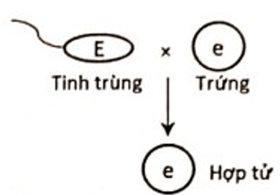Một loài thực vật, tính trạng màu sắc hoa do 1 gene có 2 allele là E và e nằm ở lục lạp quy định, trong đó allele E quy định hoa đỏ trội hoàn toàn so với allele e quy định hoa trắng. Thực hiện phép lai (P): ♂ cây trắng × ♀ cây hoa đỏ, thu được hợp tử F1. Sơ đồ nào sau đây mô tả đúng sự thụ tinh của tinh tử (giao tử đực) và trứng (giao tử cái) để tạo thành hợp tử F1 của phép lai trên? Biết gene này không tồn tại thành cặp allele. (ảnh 3)