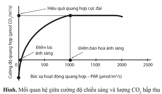 Quan sát hình sau:  a) Không diễn ra quá trình quang hợp khi lượng CO2 hấp thụ nhỏ hơn 0.  b) Lượng CO2 hấp thụ bằng 0 khi cường độ quang hợp bằng cường độ hô hấp.  c) Cường độ quang hợp đạt cực đại ở điểm bão hoà ánh sáng.  d) Cường độ quang hợp có thể giảm khi vượt qua điểm bão hoà ánh sáng. (ảnh 1)