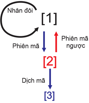 Hình sau đây mô tả những cơ chế di truyền ở cấp độ phân tử:   a) [1] là phân tử DNA, [2] là mRNA và [3] là polypeptide.  b) Nếu [1] đột biến thì [3] sẽ biến đổi thành phần cấu trúc. c) Kết quả của quá trình phiên mã ngược là tổng hợp mạch mRNA từ khuôn mẫu DNA. d) Để truyền đạt thông tin di truyền ổn định qua các thế hệ tế bào thì trong các cơ chế này chỉ cần cơ chế tự nhân đôi của DNA. (ảnh 1)