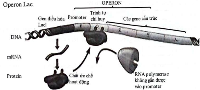 Quan sát hình ảnh sau:    Dựa vào hình ảnh trên, mỗi nhận định sau đây đúng hay sai?  a) Hình ảnh trên mô tả sự điều hòa hoạt động của operon Lac khi môi trường không có lactose. b) Khi môi trường không có lactose, protein ức chế liên kết với vùng khởi động ngăn cản quá trình phiên mã làm cho các gene cấu trúc không hoạt động.  c) Vùng vận hành là trình tự nucleotide đặc biệt, tại đó enzyme RNA polymerase bám vào và khởi đầu phiên mã.  d) Gene điều hòa nằm trong operon Lac khi hoạt động sẽ tổng hợp nên protein ức chế. (ảnh 1)