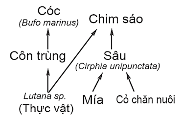 Cho lưới thức ăn của một quần xã sinh vật như hình:     Biết rằng, sản lượng của loài chim sáo là 192 kcal/m2/năm. Nếu hiệu suất sinh thái giữa phần sản lượng của sinh vật đứng ở mắt xích phía sau với sản lượng của mỗi sinh vật đứng ở mắt xích phía trước tương ứng đều là 8%, thì sản lượng của Cóc là bao nhiêu? (tính làm tròn đến 2 chữ số sau dấu phẩy). (ảnh 1)