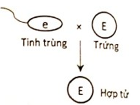 Một loài thực vật, tính trạng màu sắc hoa do 1 gene có 2 allele là E và e nằm ở lục lạp quy định, trong đó allele E quy định hoa đỏ trội hoàn toàn so với allele e quy định hoa trắng. Thực hiện phép lai (P): ♂ cây trắng × ♀ cây hoa đỏ, thu được hợp tử F1. Sơ đồ nào sau đây mô tả đúng sự thụ tinh của tinh tử (giao tử đực) và trứng (giao tử cái) để tạo thành hợp tử F1 của phép lai trên? Biết gene này không tồn tại thành cặp allele. (ảnh 4)