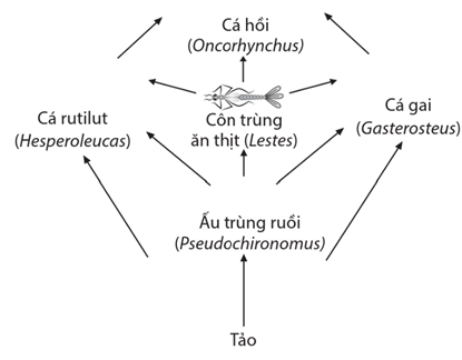 Cho lưới thức ăn được đơn giản hóa ở hệ sinh thái sông Eel như hình dưới đây:  Có bao nhiêu loài sinh vật đóng vai trò là bậc dinh dưỡng bậc 2 trong nước thức ăn trên? (ảnh 1)