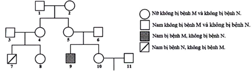 Cho sơ đồ phả hệ sau:  Cho biết bệnh M do 1 trong 2 allele của 1 gene nằm trên NST thường quy định; bệnh N do 1 trong 2 allele của 1 gene nằm ở vùng không tương đồng trên NST giới tính X quy định; Người 11 có bố và mẹ không bị bệnh M nhưng có em gái bị bệnh M. Theo lí thuyết, xác suất sinh con trai đầu lòng không bị bệnh M và bị bệnh N của cặp 10 – 11 là bao nhiêu? (ảnh 1)