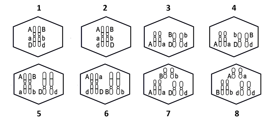 Ở một loài thực vật, tính trạng hình dạng quả do hai gene không alelle phân li độc lập cùng quy định. Khi trong kiểu gene có mặt đồng thời cả hai alelle trội A và B cho quả dẹt, khi chỉ có một trong  hai alelle trội cho quả tròn và khi không có alelle trội nào cho quả dài. Tính trạng màu sắc hoa do một  gene có 2 alelle quy định, alelle D quy định hoa đỏ trội hoàn toàn so với alelle d quy định hoa trắng. Cho cây quả dẹt, hoa đỏ (P) tự thụ phấn, thu được F1 có kiểu hình phân li theo tỉ lệ 6 cây quả dẹt, hoa đỏ : 5 cây quả tròn, hoa đỏ : 3 cây quả dẹt, hoa trắng : 1 cây quả tròn, hoa trắng: 1 cây quả dài, hoa đỏ. Biết rằng không xảy ra đột biến, cơ sở tế bào học, kiểu gene của cây P có thể trong số sau đây:  Theo lí thuyết, hãy viết liền các số tương với kiểu gene từ nhỏ đến lớn của cây P? (ảnh 1)