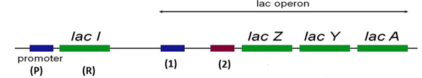 Hình dưới mô tả cấu trúc của operon lac theo Monod và Jacob:  Theo mô hình này, trong điều kiện có lactose thì RNA polymerase sẽ bám vào vị trí nào để tiến hành phiên mã nhóm gene cấu trúc? (ảnh 1)
