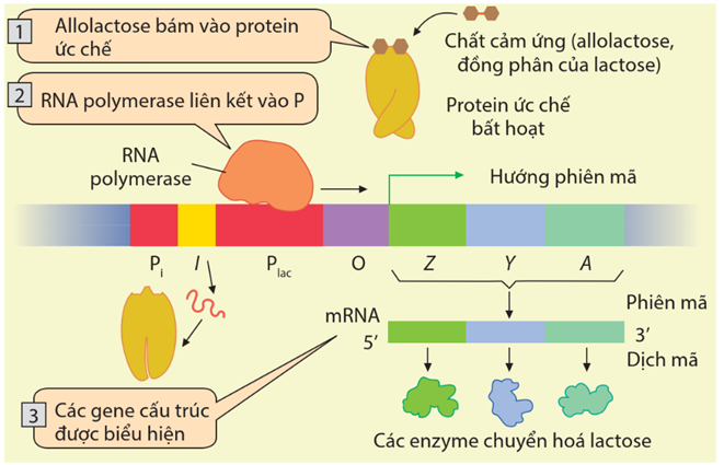 Hình dưới đây mô tả cơ chế điều hòa biểu hiện gene ở operon lac của vi khuẩn E.coli trong môi trường có lactose.     Khi môi trường có lactose, protein ức chế sẽ không bám vào được vùng O, RNA polymerase liên kết vào P, nhờ đó quá trình phiên mã và dịch mã xảy ra tổng hợp nên các enzyme giúp vi khuẩn chuyển hóa và sử dụng đường lactose. Enzyme này tương ứng với vị trí nào trên hình 8? (ảnh 2)