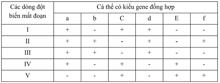 Hình bên mô tả một đoạn NST từ tế bào tuyến nước bọt của ấu trùng ruồi giấm có 6 băng (kí kiệu từ 1 đến 6) tương ứng với 6 locus gene khác nhau chưa biết trật tự trên NST (kí hiệu từ A đến F). Các nhà nghiên cứu đã phân lập được 5 thể dị hợp tử về đột biến mất đoạn NST (từ I đến V) xuất phát từ một dòng ruồi giấm mang kiểu gene đồng hợp kiểu dại ở tất cả 6 locus gene (hình vẽ). Khi tiến hành lai giữa mỗi thể đột biến mất đoạn (từ I đến V) với cùng một dòng ruồi giấm đồng hợp về các đột biến lặn tại cả 6 locus gene (kí hiệu từ a đến f) thu được kết quả ở bảng dưới đây.  a) Trình tự các locus gene là C – E – F – B – D – A.  b) Nếu khoảng cách giữa gene A và gene E là 40cM thì khoảng cách giữa gene A và gene C sẽ bé hơn 40cM.  c) Cho lai giữa dòng ruồi giấm đột biến II và dòng IV thì sẽ thu được đời con có 100% bình thường.  d) Cho lai giữa dòng ruồi giấm đột biến I và dòng III thì sẽ thu được đời con có 100% đột biến. (ảnh 2)