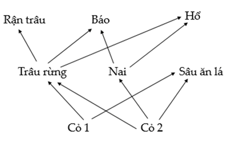 Giả sử lưới thức ăn trong 1 hệ sinh thái được mô tả ở hình bên. Nếu trâu rừng bị loại bỏ hoàn toàn khỏi hệ sinh thái này thì theo lí thuyết, có những dự đoán nào sau đây đúng? (Hãy viết liền các số tương ứng với các dự đoán đúng theo thứ tự từ nhỏ đến lớn).  1. Rận trâu sẽ bị loại bỏ khỏi hệ sinh thái này nếu chúng không lấy thức ăn từ mắt xích khác.  2. Số lượng cá thể sâu ăn lá có thể tăng lên vì có nguồn dinh dưỡng dồi dào hơn.  3. Số lượng cá thể nai không bị ảnh hưởng vì không liên quan đến cỏ 1.  4. Mức độ cạnh tranh giữa hổ và báo có thể tăng lên. (ảnh 1)
