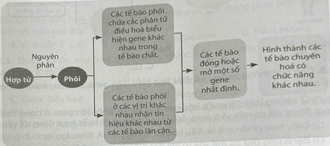 Hình dưới đây mô tả sự điều hòa biểu hiện gene trong quá trình phát triển cá thể ở sinh vật đa bào. Mỗi nhận định sau đây là đúng hay sai về quá trình này?   a) Trong cơ thể đa bào, các tế bào tuy có hệ gene giống nhau nhưng sự biểu hiện gene là khác nhau. b) Sự đóng hoặc mở các gene ở mỗi tế bào diễn ra một cách ngẫu nhiên. c) Trong quá trình phát triển phôi, nếu các tế bào phôi nằm sai vị trí cũng không ảnh hưởng gì đến quá trình biểu hiện gene. d) Tuỳ theo từng giai đoạn phát triển cá thể mà sự biểu hiện gene có thể khác nhau. (ảnh 1)