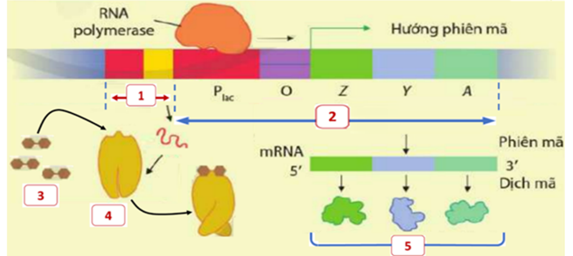 Hình dưới đây mô tả cơ chế điều hòa biểu hiện gene ở operon lac của vi khuẩn E.coli trong môi trường có lactose.     Khi môi trường có lactose, protein ức chế sẽ không bám vào được vùng O, RNA polymerase liên kết vào P, nhờ đó quá trình phiên mã và dịch mã xảy ra tổng hợp nên các enzyme giúp vi khuẩn chuyển hóa và sử dụng đường lactose. Enzyme này tương ứng với vị trí nào trên hình 8? (ảnh 1)