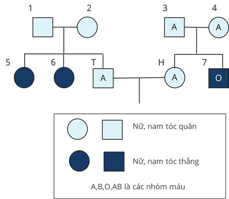 Ở người, xét 2 gene trên 2 cặp NST thường; gene quy định nhóm máu có 3 allele là \[{{\rm{I}}^{\rm{A}}}\], \[{{\rm{I}}^{\rm{B}}}\], \[{{\rm{I}}^{\rm{O}}}\]; kiểu gene \[{{\rm{I}}^{\rm{A}}}{{\rm{I}}^{\rm{A}}}\] và \[{{\rm{I}}^{\rm{A}}}{{\rm{I}}^{\rm{O}}}\] quy định nhóm máu A; kiểu gene \[{{\rm{I}}^{\rm{B}}}{{\rm{I}}^{\rm{B}}}\] và \[{{\rm{I}}^{\rm{B}}}{{\rm{I}}^{\rm{O}}}\] quy định nhóm máu B; kiểu gene \[{{\rm{I}}^{\rm{A}}}{{\rm{I}}^{\rm{B}}}\] quy định nhóm máu AB; kiểu gene \[{{\rm{I}}^{\rm{O}}}{{\rm{I}}^{\rm{O}}}\] quy định nhóm máu O; gene quy định dạng tóc có 2 allele, allele D trội hoàn toàn so với allele d. Một cặp vợ chồng có nhóm máu giống nhau, sinh con trai tên là T có nhóm máu A, tóc quăn và 2 người con gái có kiểu hình khác bố, mẹ về cả 2 tính trạng đồng thời 2 người con gái này có nhóm máu khác nhau. Lớn lên, T kết hôn với H. Cho biết, H, bố H và mẹ H đều có nhóm máu A, tóc quăn nhưng em trai của H có nhóm máu O, tóc thẳng. Theo lí thuyết, xác suất sinh con đầu lòng là con gái có nhóm máu A, tóc thẳng của T và H là bao nhiêu? (ảnh 1)
