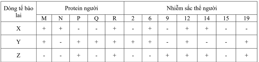Các tế bào lai người - chuột được tạo ra bằng cách dung hợp nhân các tế bào nuôi cấy của người và chuột. Khi tế bào lai phân chia, bộ nhiễm sắc thể của chuột thường được duy trì nguyên vẹn ở tế bào con, còn các nhiễm sắc thể của người bị mất đi ngẫu nhiên sau một số lần phân bào. Trong một nghiên cứu nhằm xác định vị trí gene trên nhiễm sắc thể, có ba dòng tế bào lai người - chuột là X, Y, Z được phân tích về nhiễm sắc thể và sự biểu hiện một số protein của người, kết quả được biểu hiện ở bảng dưới đây như sau:  Ghi chú: +: protein được biểu hiện/có nhiễm sắc thể; -: protein không được biểu hiện/không có nhiễm sắc thể.  Gene mã hóa protein Q nằm trên nhiễm sắc thể số mấy? (ảnh 1)