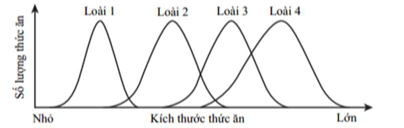 Nghiên cứu ổ sinh thái về số lượng và kích thước thức ăn trong môi trường của 4 loài sinh vật, ta có các đồ thị trong hình bên.  a) Kích thước thức ăn tăng dần từ loài 1 đến loài 4.  b) Mức độ cạnh tranh gay gắt nhất thuộc về loài 3 với loài 4.  c) Loài 3 là loài có sự cạnh tranh với nhiều loài nhất trên sơ đồ.  d) Nếu các loài trên cùng nguồn gốc thì loài ban đầu đã tiến hóa phân li. (ảnh 1)