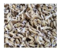 Vào vụ Đông Xuân ở miền Bắc nước ta, do thời tiết lạnh, khi ngâm thóc giống để gieo cấy, người ta thường dùng nước ấm khoảng  (ảnh 1)