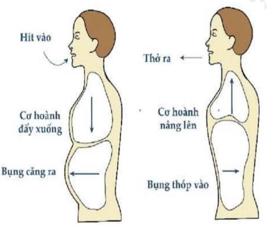 Trong quá trình hít vào, cơ hoành và cơ liên sườn của một người co lại, mở rộng khoang ngực và hạ thấp áp suất không khí bên trong  (ảnh 1)